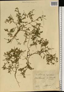 Euclidium syriacum (L.) W.T. Aiton, Eastern Europe, North Ukrainian region (E11) (Ukraine)