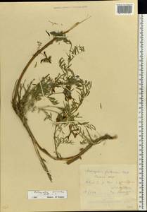 Astragalus cornutus Pall., Eastern Europe, Rostov Oblast (E12a) (Russia)