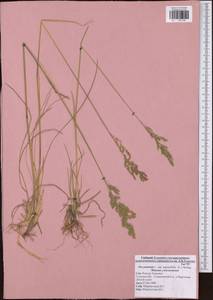 Poa pratensis L., Eastern Europe, Central region (E4) (Russia)
