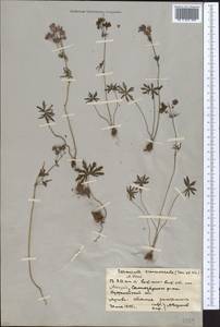 Geranium linearilobum DC. in Lam. & DC., Middle Asia, Northern & Central Kazakhstan (M10) (Kazakhstan)