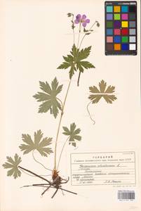 Geranium sylvaticum L., Eastern Europe, Moscow region (E4a) (Russia)
