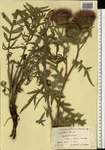 Lophiolepis decussata (Janka) Del Guacchio, Bures, Iamonico & P. Caputo, Eastern Europe, Moscow region (E4a) (Russia)