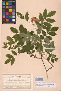 Rosa pendulina L., Eastern Europe, West Ukrainian region (E13) (Ukraine)