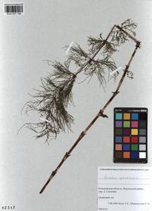 Equisetum sylvaticum L., Siberia, Altai & Sayany Mountains (S2) (Russia)