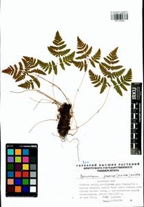 Gymnocarpium jessoense, Siberia, Baikal & Transbaikal region (S4) (Russia)