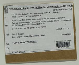 Orthotrichum macrocephalum F. Lara, Garilleti & Mazimpaka, Bryophytes, Bryophytes - Africa (BAf) (Morocco)
