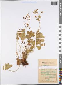 Alchemilla altaica Juz., Eastern Europe, Eastern region (E10) (Russia)