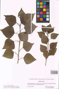 Populus tremuloides Michx., Eastern Europe, Moscow region (E4a) (Russia)