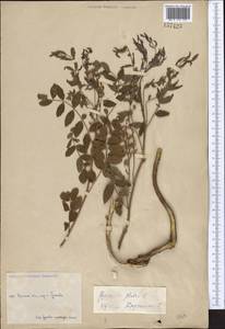 Glycyrrhiza glabra L., Middle Asia, Caspian Ustyurt & Northern Aralia (M8) (Kazakhstan)