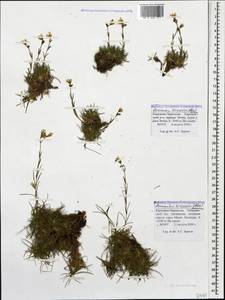 Cherleria circassica (Albov) comb. ined., Caucasus, Stavropol Krai, Karachay-Cherkessia & Kabardino-Balkaria (K1b) (Russia)