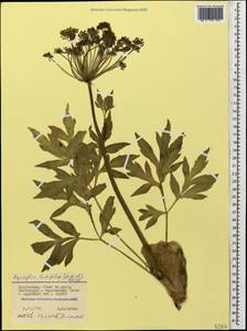 Agasyllis latifolia (M. Bieb.) Boiss., Caucasus, Stavropol Krai, Karachay-Cherkessia & Kabardino-Balkaria (K1b) (Russia)