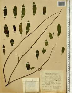 Tapinanthus globiferus (A. Rich.) van Tiegh., Africa (AFR) (Ethiopia)