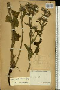 Picris hieracioides subsp. hieracioides, Eastern Europe, Eastern region (E10) (Russia)