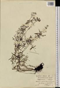 Galium verum subsp. verum, Siberia, Central Siberia (S3) (Russia)