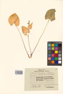 Maianthemum intermedium Vorosch., Siberia, Russian Far East (S6) (Russia)