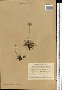 Antennaria dioica (L.) Gaertn., Eastern Europe, Belarus (E3a) (Belarus)