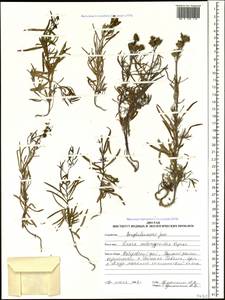 Linaria melampyroides Kuprian., Siberia, Russian Far East (S6) (Russia)