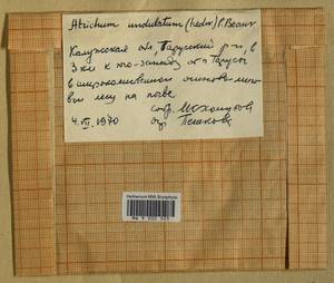 Atrichum undulatum (Hedw.) P. Beauv., Bryophytes, Bryophytes - Middle Russia (B6) (Russia)