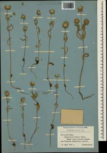 Lomelosia rotata (M. Bieb.) Greuter & Burdet, Crimea (KRYM) (Russia)