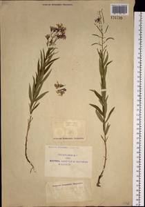 Chamaenerion angustifolium (L.) Scop., Siberia, Yakutia (S5) (Russia)