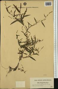 Persicaria minor (Huds.) Opiz, Western Europe (EUR) (Czech Republic)