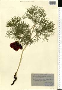 Paeonia tenuifolia L., Eastern Europe, North Ukrainian region (E11) (Ukraine)