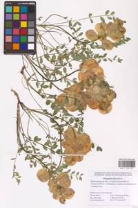 Astragalus physodes L., Eastern Europe, Lower Volga region (E9) (Russia)