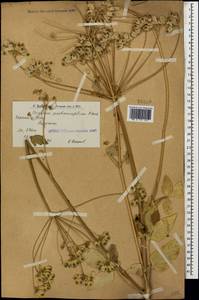 Heracleum pastinacifolium K.Koch, Caucasus, Armenia (K5) (Armenia)