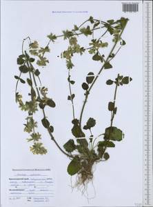 Stachys annua subsp. annua, Caucasus, Black Sea Shore (from Novorossiysk to Adler) (K3) (Russia)