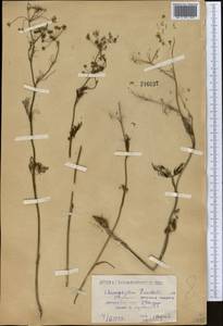 Chaerophyllum prescottii DC., Middle Asia, Caspian Ustyurt & Northern Aralia (M8) (Kazakhstan)