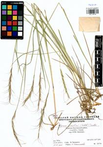 Elymus gmelinii (Trin.) Tzvelev, Siberia, Baikal & Transbaikal region (S4) (Russia)
