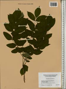 Fraxinus excelsior L., Eastern Europe, West Ukrainian region (E13) (Ukraine)