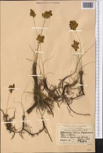 Carex physodes M.Bieb., Middle Asia, Syr-Darian deserts & Kyzylkum (M7) (Uzbekistan)