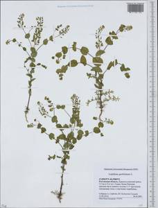 Lepidium perfoliatum L., Eastern Europe, Rostov Oblast (E12a) (Russia)