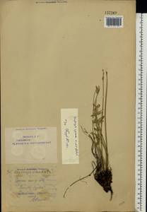 Oxytropis spicata (Pall.) O.Fedtsch. & B.Fedtsch., Eastern Europe, Eastern region (E10) (Russia)