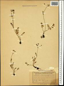 Carum caucasicum (M. Bieb.) Boiss., Caucasus, Georgia (K4) (Georgia)