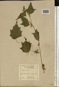 Chenopodiastrum hybridum (L.) S. Fuentes, Uotila & Borsch, Eastern Europe, Central region (E4) (Russia)