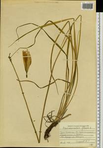 Hemerocallis lilioasphodelus L., Siberia, Altai & Sayany Mountains (S2) (Russia)