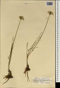 Allium ramosum L., Mongolia (MONG) (Mongolia)