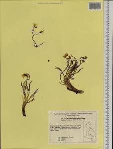 Claytonia acutifolia Pall. ex Willd., Siberia, Russian Far East (S6) (Russia)