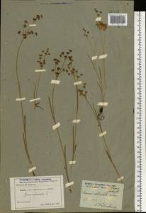 Juncus articulatus L., Eastern Europe, North-Western region (E2) (Russia)