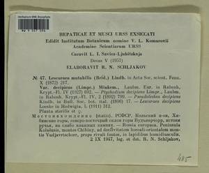 Lescuraea mutabilis (Brid.) Lindb. ex I. Hagen, Bryophytes, Bryophytes - Karelia, Leningrad & Murmansk Oblasts (B4) (Russia)