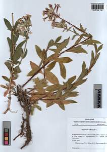 KUZ 004 136, Saponaria officinalis L., Siberia, Altai & Sayany Mountains (S2) (Russia)
