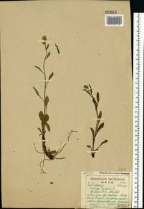 Solidago virgaurea L., Eastern Europe, Northern region (E1) (Russia)