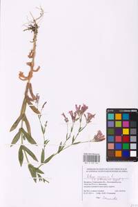 Atocion armeria (L.) Raf., Eastern Europe, Belarus (E3a) (Belarus)