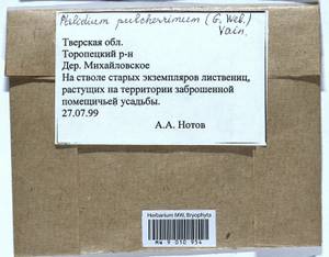 Ptilidium pulcherrimum (Weber) Vain., Bryophytes, Bryophytes - Middle Russia (B6) (Russia)