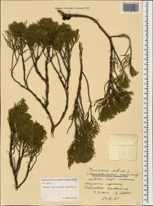 Juniperus sabina L., Caucasus, North Ossetia, Ingushetia & Chechnya (K1c) (Russia)