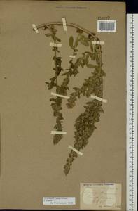 Ononis arvensis L., Eastern Europe, North Ukrainian region (E11) (Ukraine)