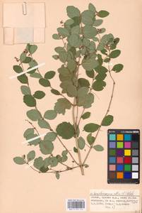 Symphoricarpos albus (L.) C. Koch, Eastern Europe, Moscow region (E4a) (Russia)