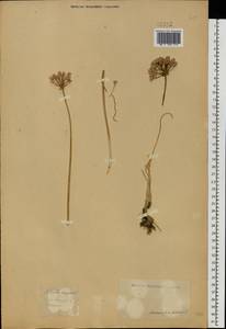 Allium angulosum L., Eastern Europe, North-Western region (E2) (Russia)